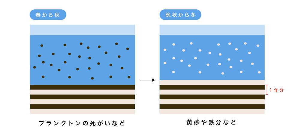 春から秋にプランクトンの死がいが堆積し、晩秋から冬は黄砂や鉄分などが堆積して、1年分の年稿がつくられることを示す図説