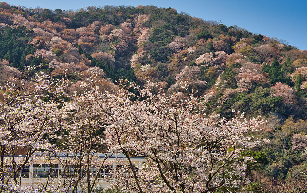 神子の山桜