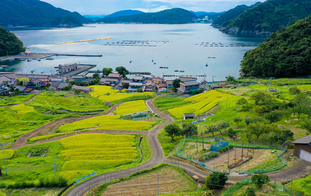 日引の棚田